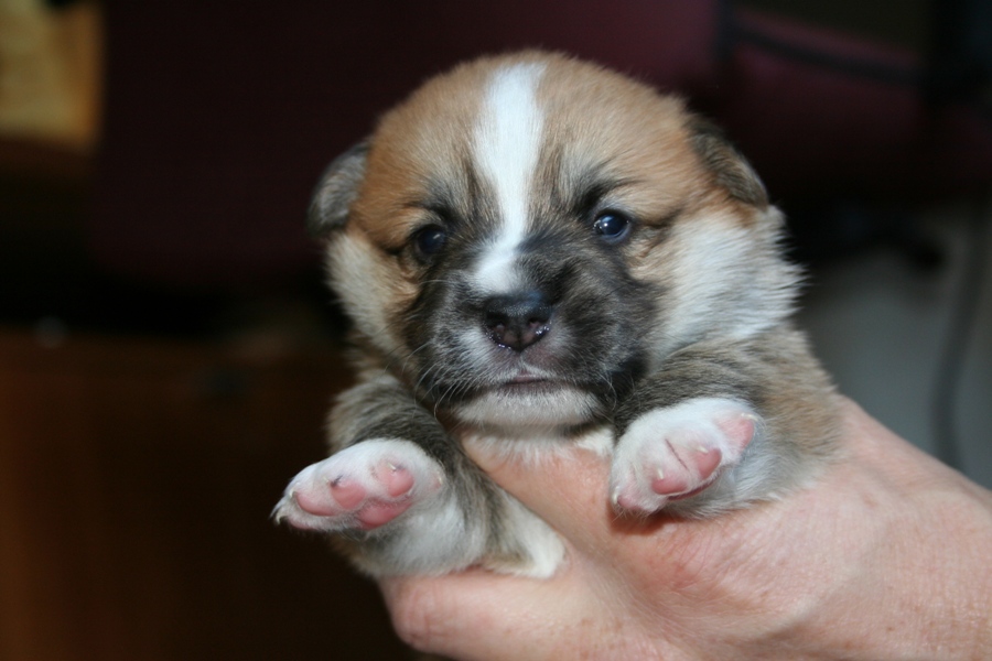 Puppies